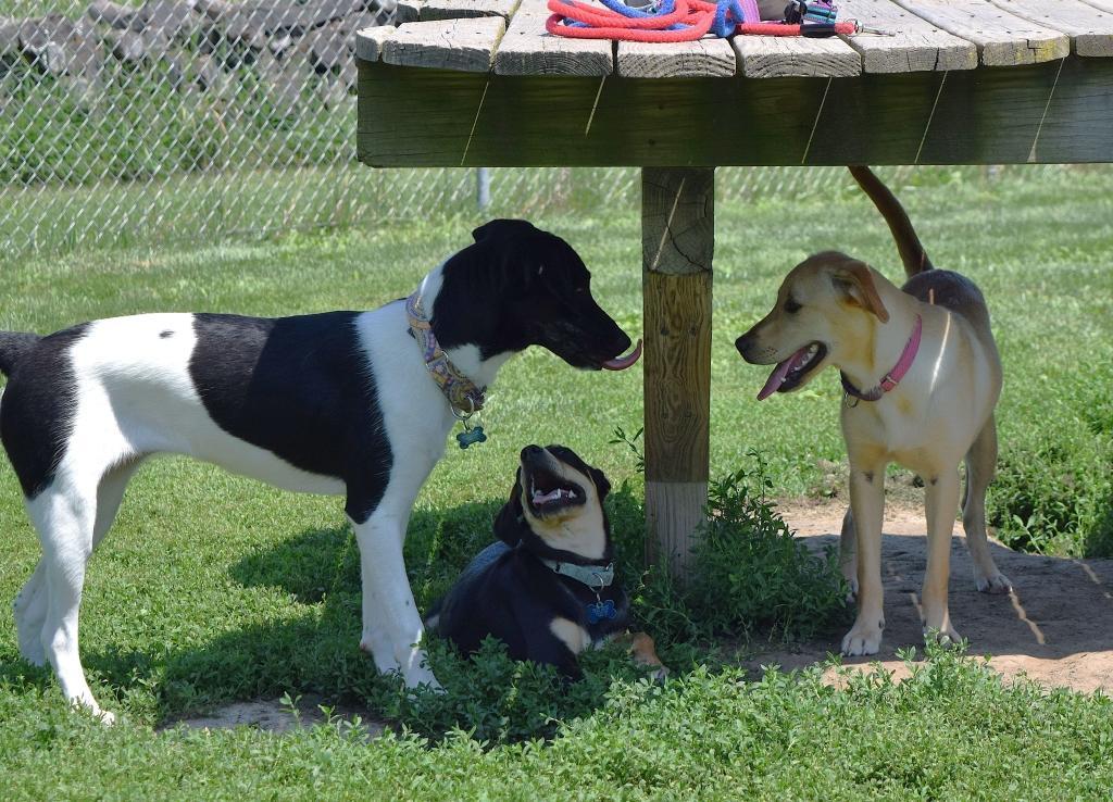 Florio, a Adoptable mixed breed in Tomah, WI image 3/5