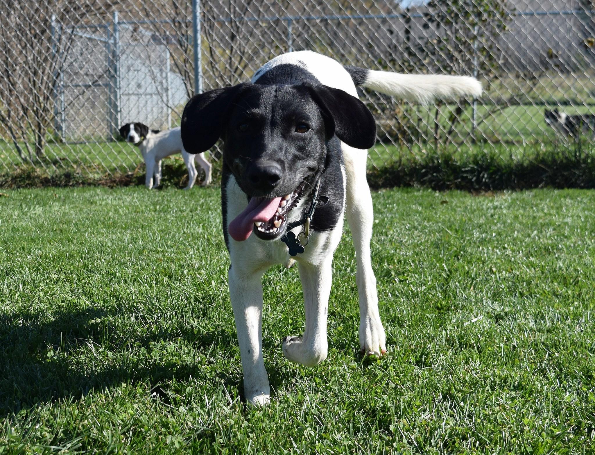 Florio, a Adoptable mixed breed in Tomah, WI image 1/5
