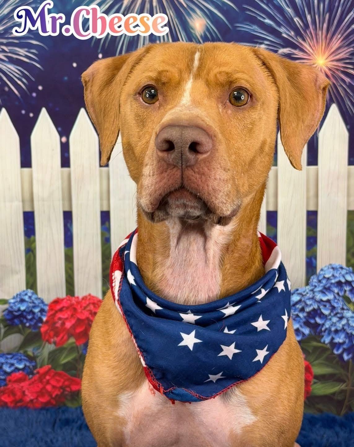 Enlarge Mr. Cheese, an adoptable mixed breed in Flint, MI image 1/1