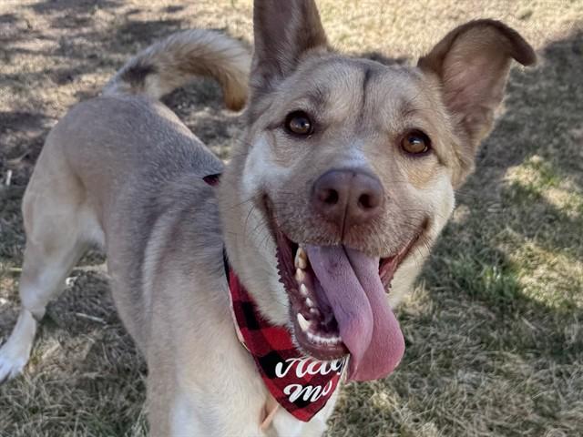 Enlarge RADISH, a Adoptable mixed breed in Pueblo, CO image 1/1