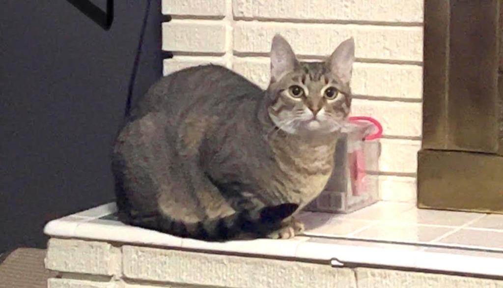 Violet, Adoptable, Adult Female Domestic Short Hair.