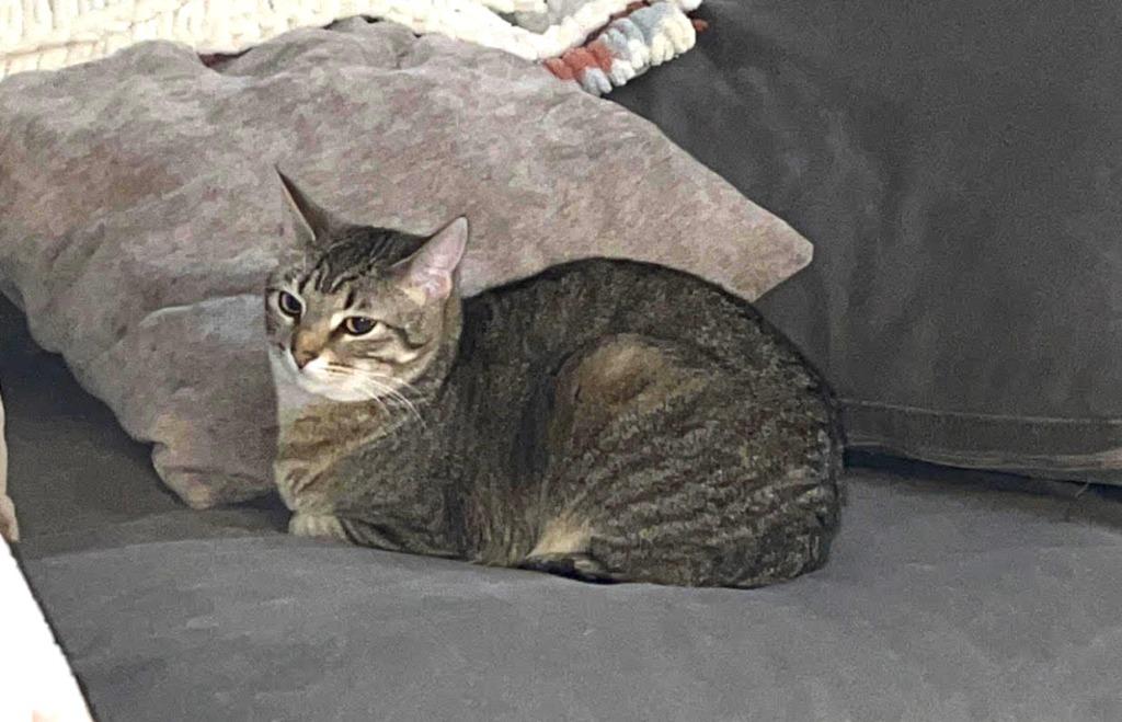 Violet, Adoptable, Adult Female Domestic Short Hair.