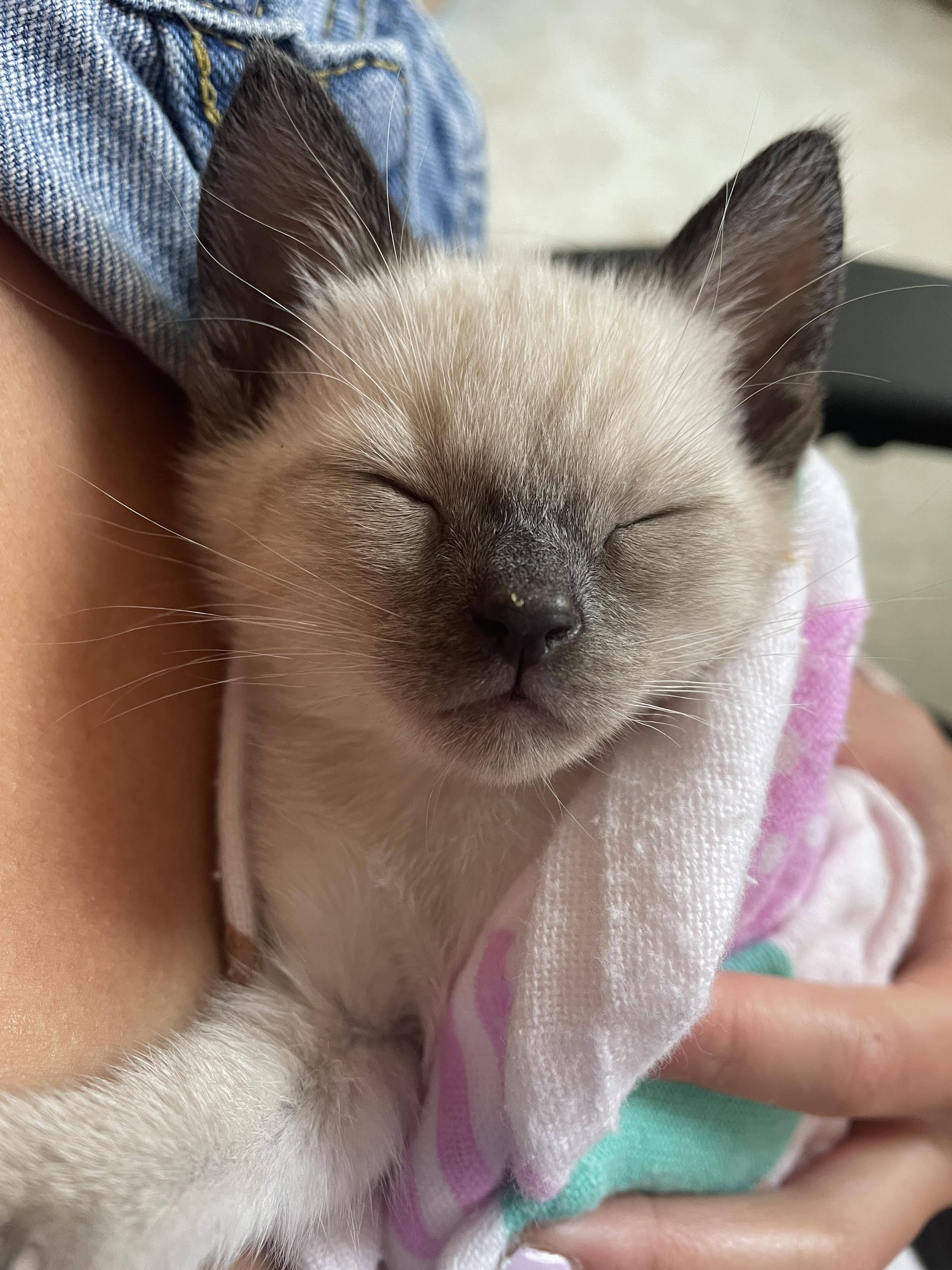 Nori, a Adopted Siamese in Tustin, CA image 3/3