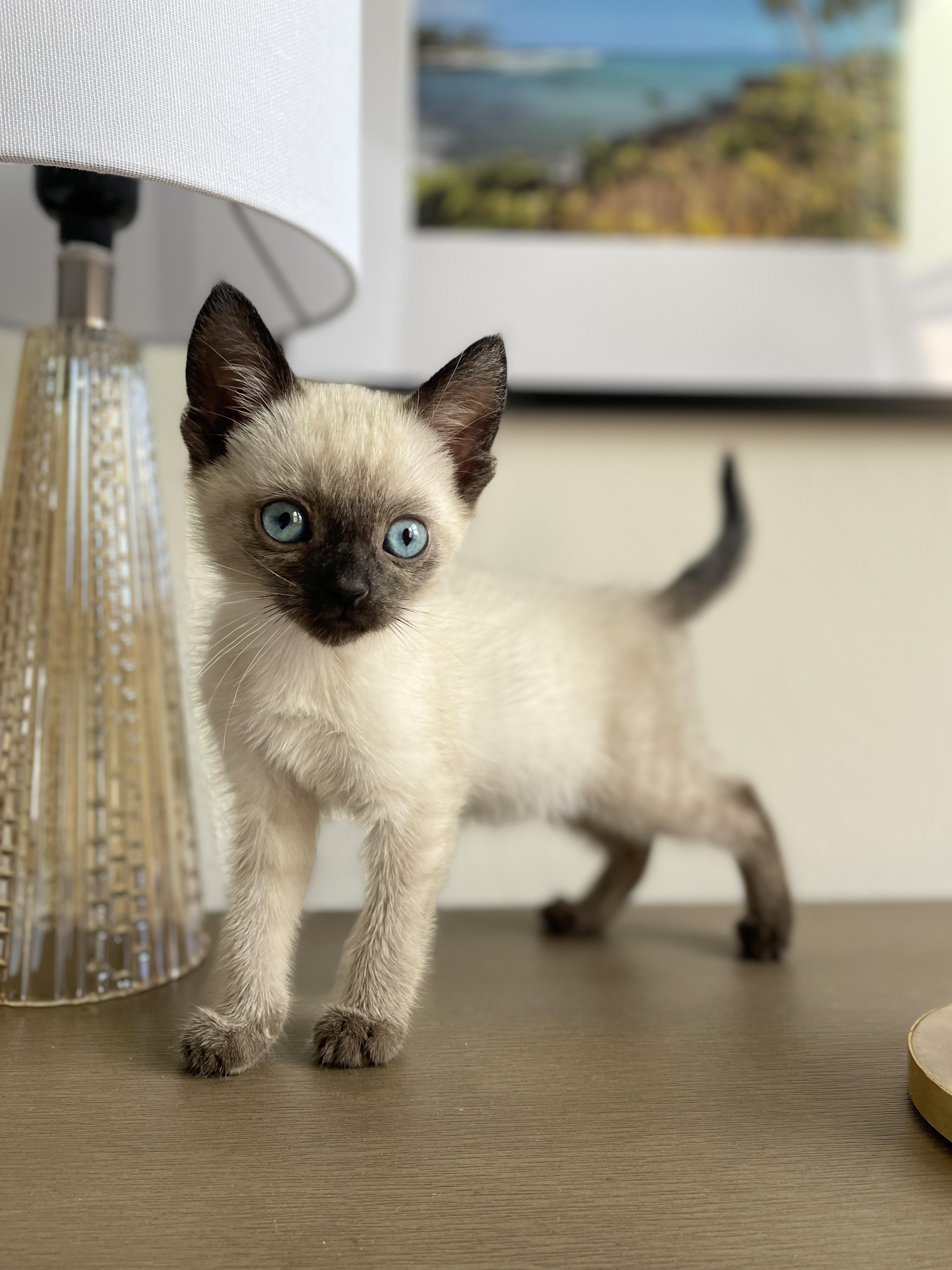 Nori, Adopted, Kitten Female Siamese.