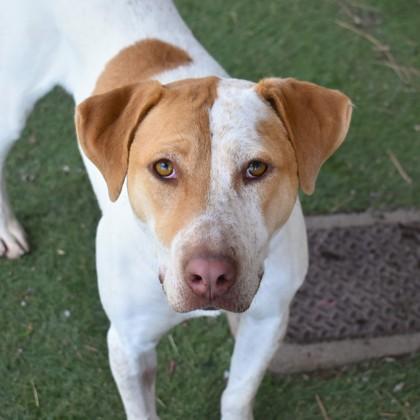 Popcorn, Young Female Mixed Breed