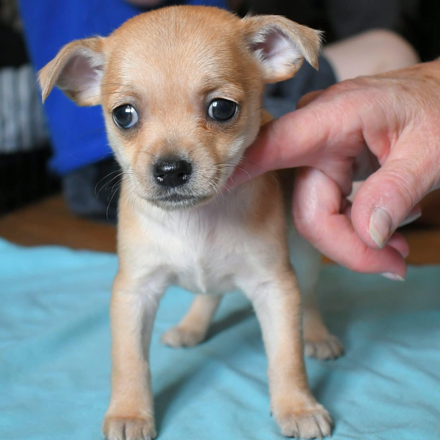 Truli, Adoptable, Young Female Chihuahua.
