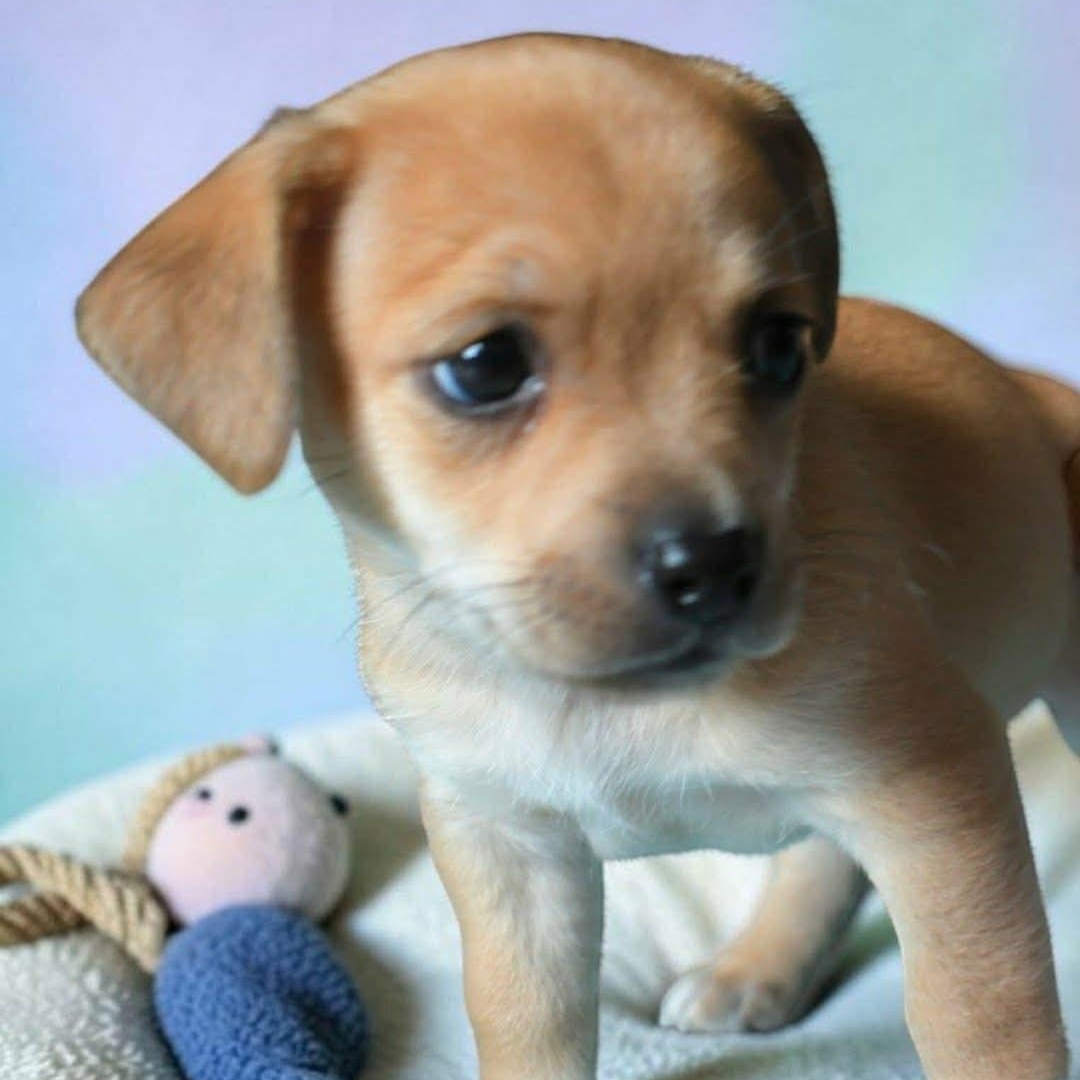 Enlarge Truli, a Adoptable mixed breed in Portland, OR image 2/2