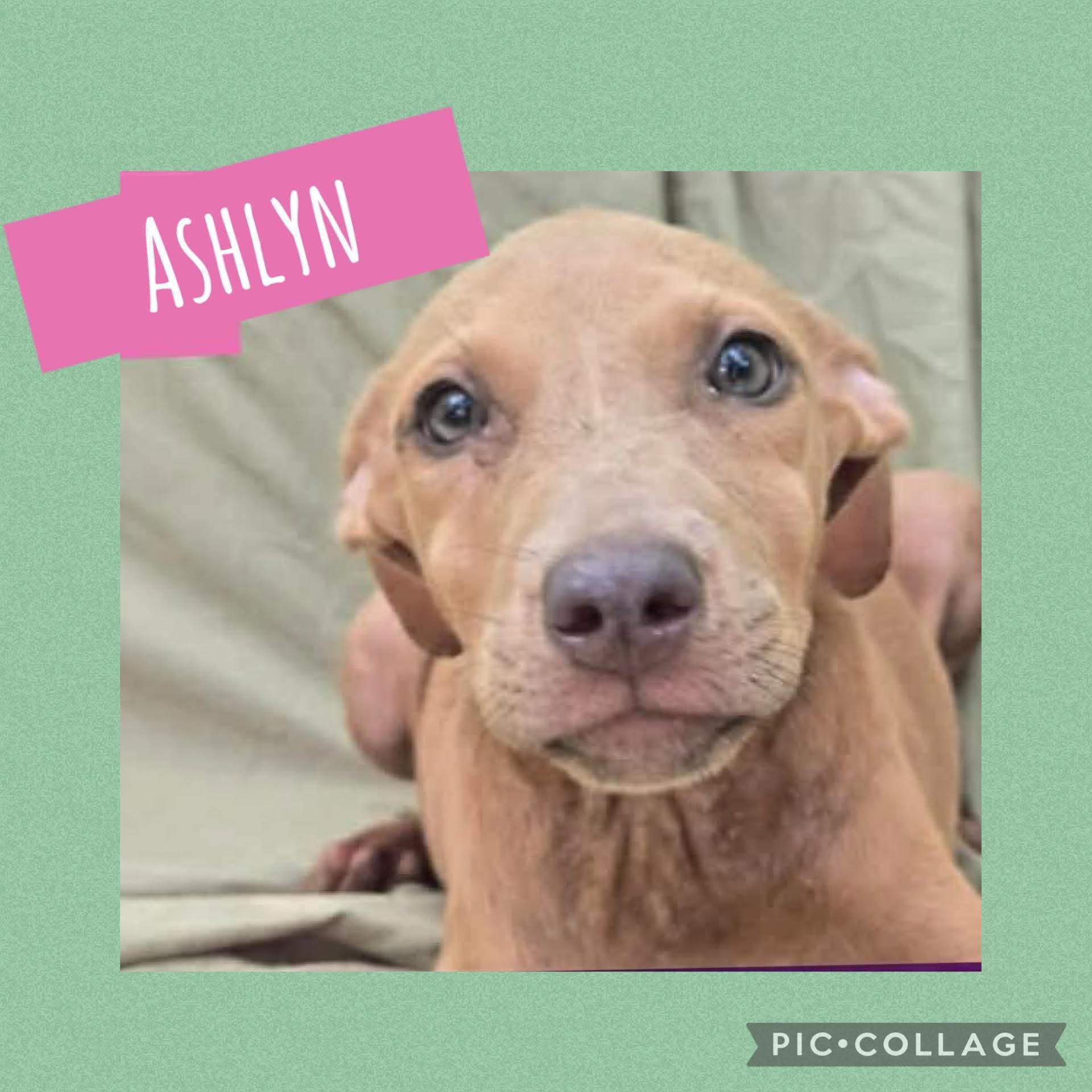 Enlarge Ashlyn, a Adoptable mixed breed in Ringwood, NJ image 1/1