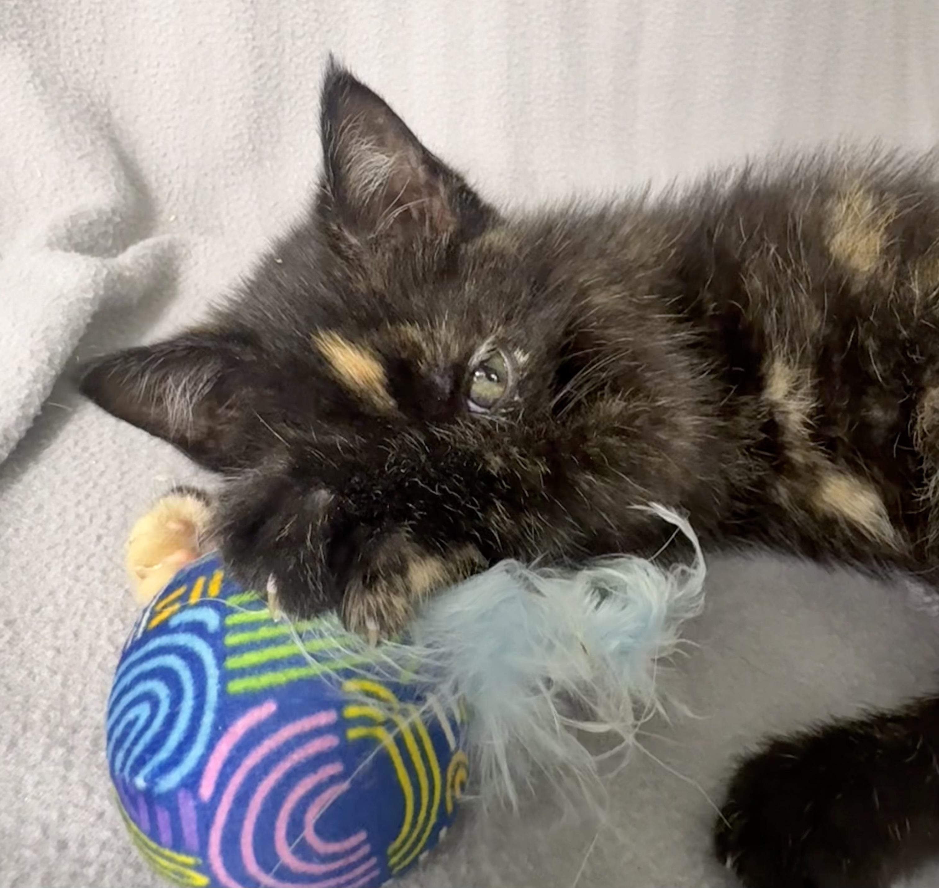 Enlarge Ember, a Adoptable Domestic Medium Hair in Minneapolis, MN image 3/4