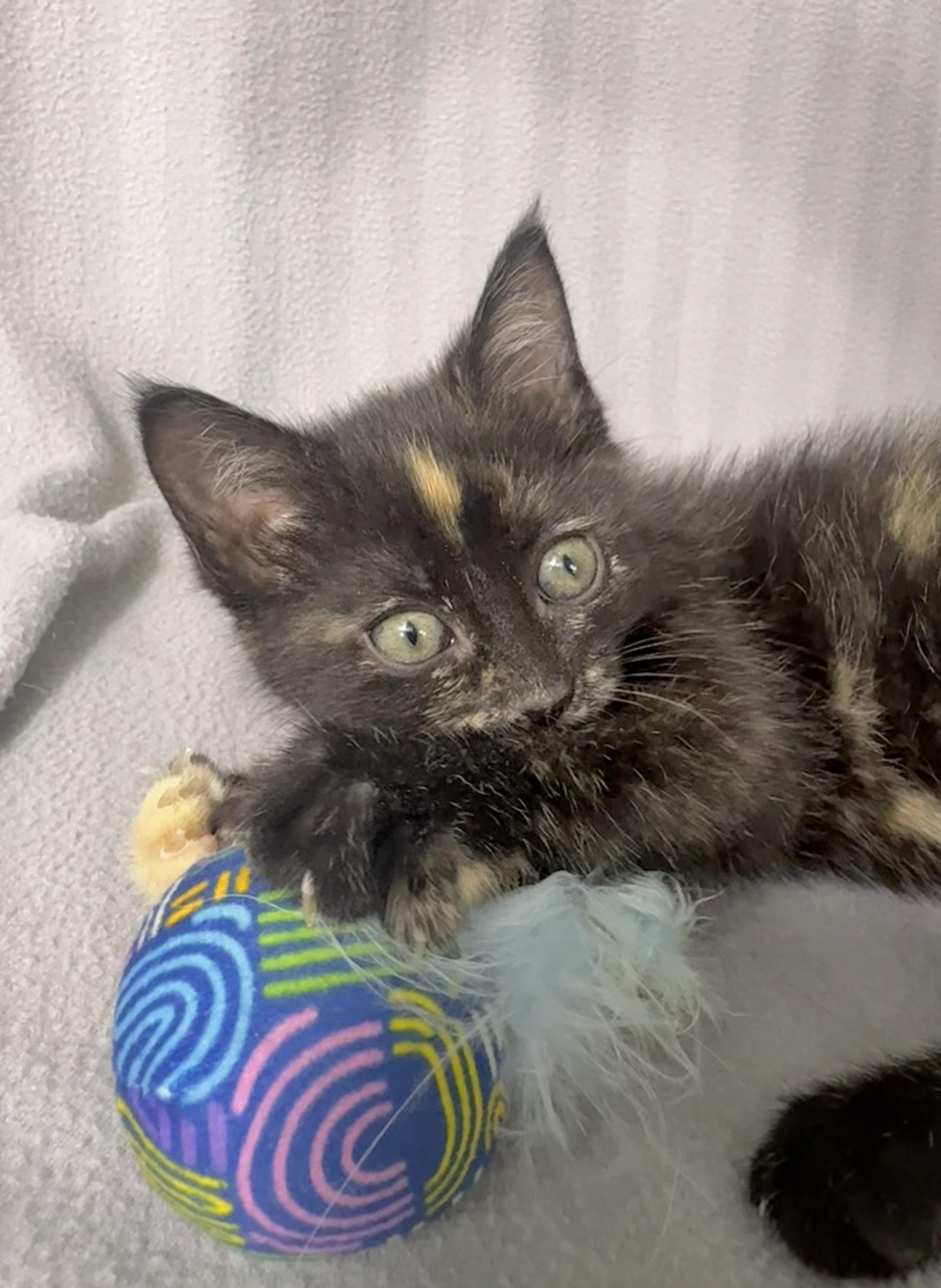 Enlarge Ember, a Adoptable Domestic Medium Hair in Minneapolis, MN image 1/4