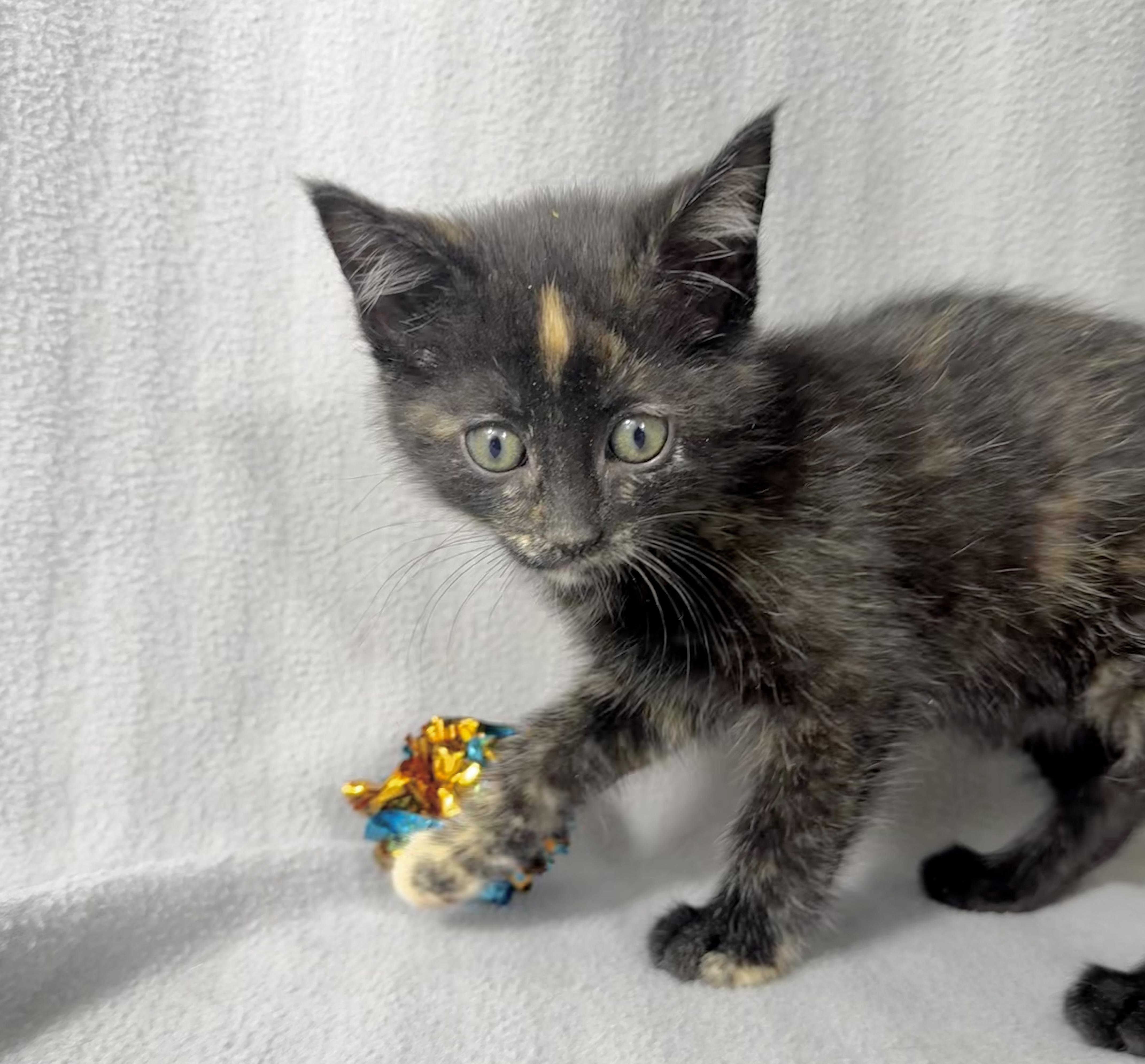 Enlarge Ember, a Adoptable Domestic Medium Hair in Minneapolis, MN image 4/4