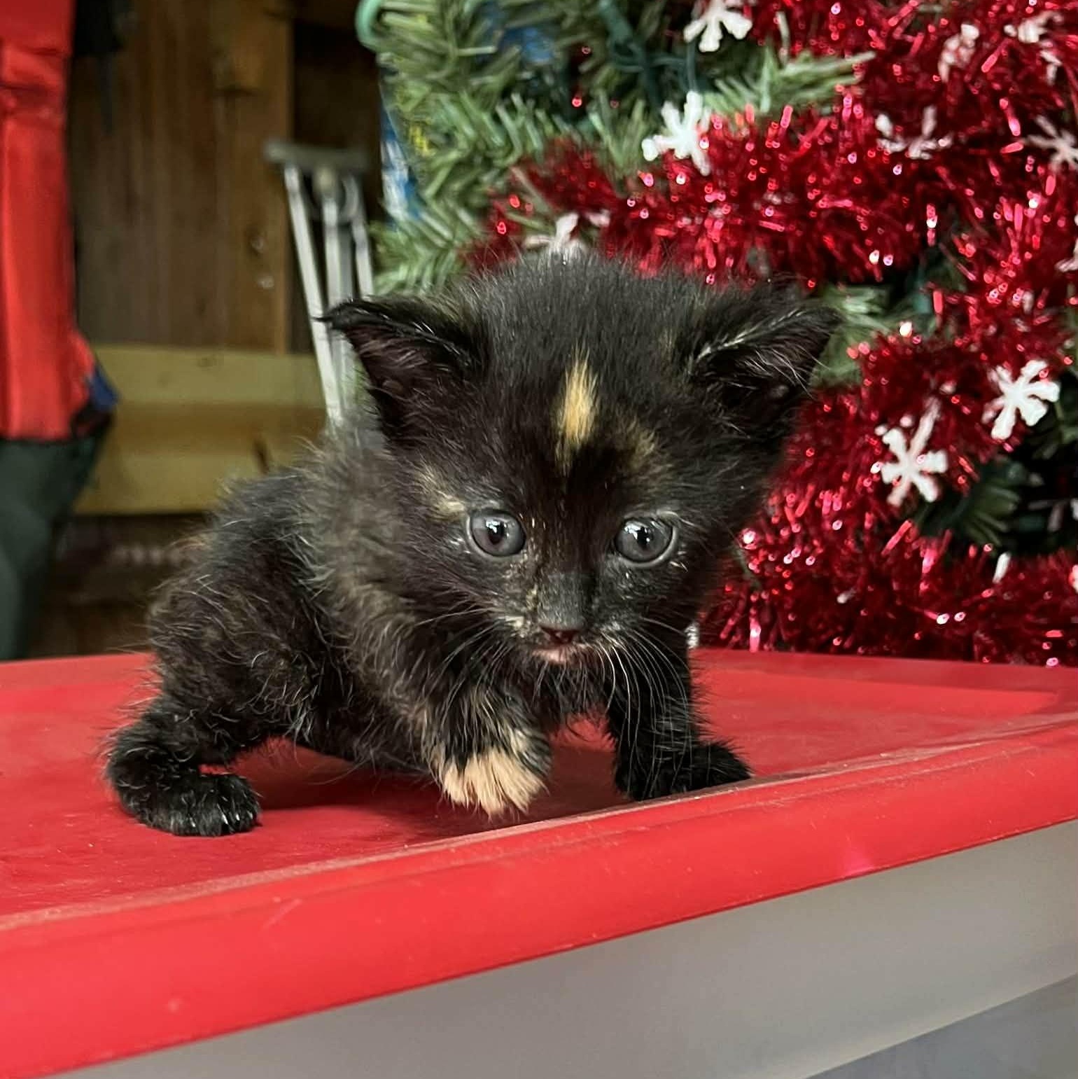 Enlarge Ember, a Adoptable Domestic Medium Hair in Minneapolis, MN image 2/4