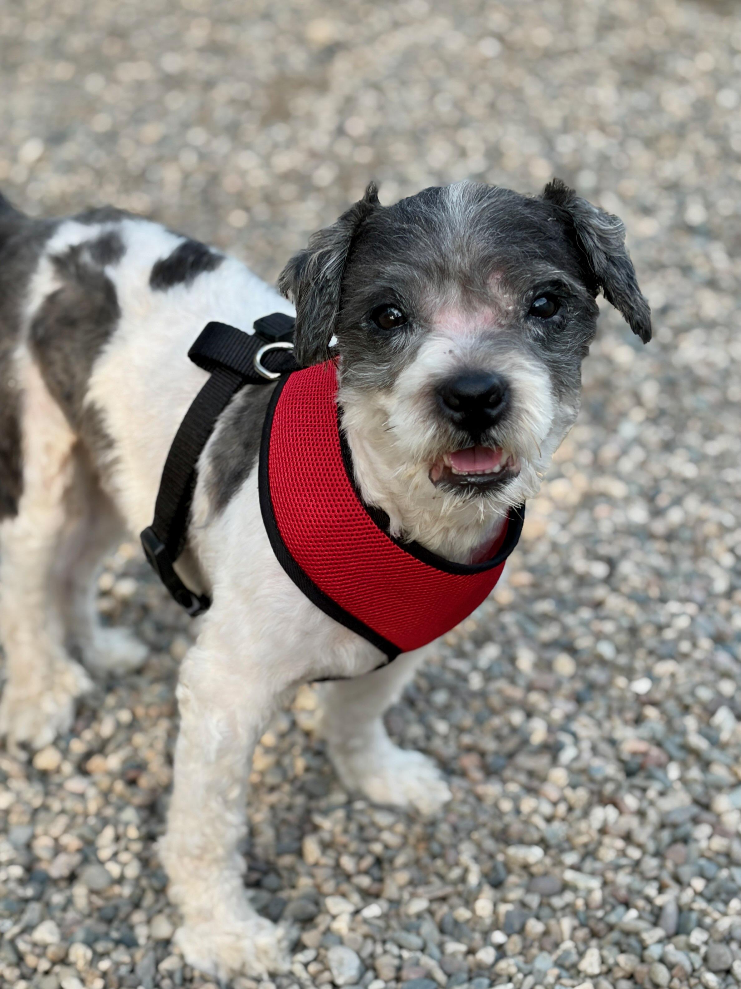 MAX, a ADOPTABLE mixed breed in Pasadena, CA image 4/6