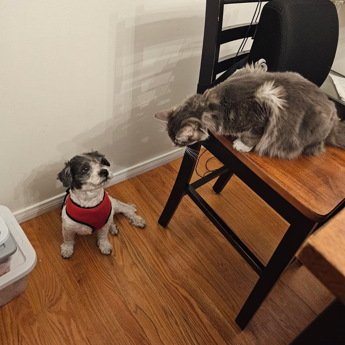 MAX, a ADOPTABLE mixed breed in Pasadena, CA image 3/6