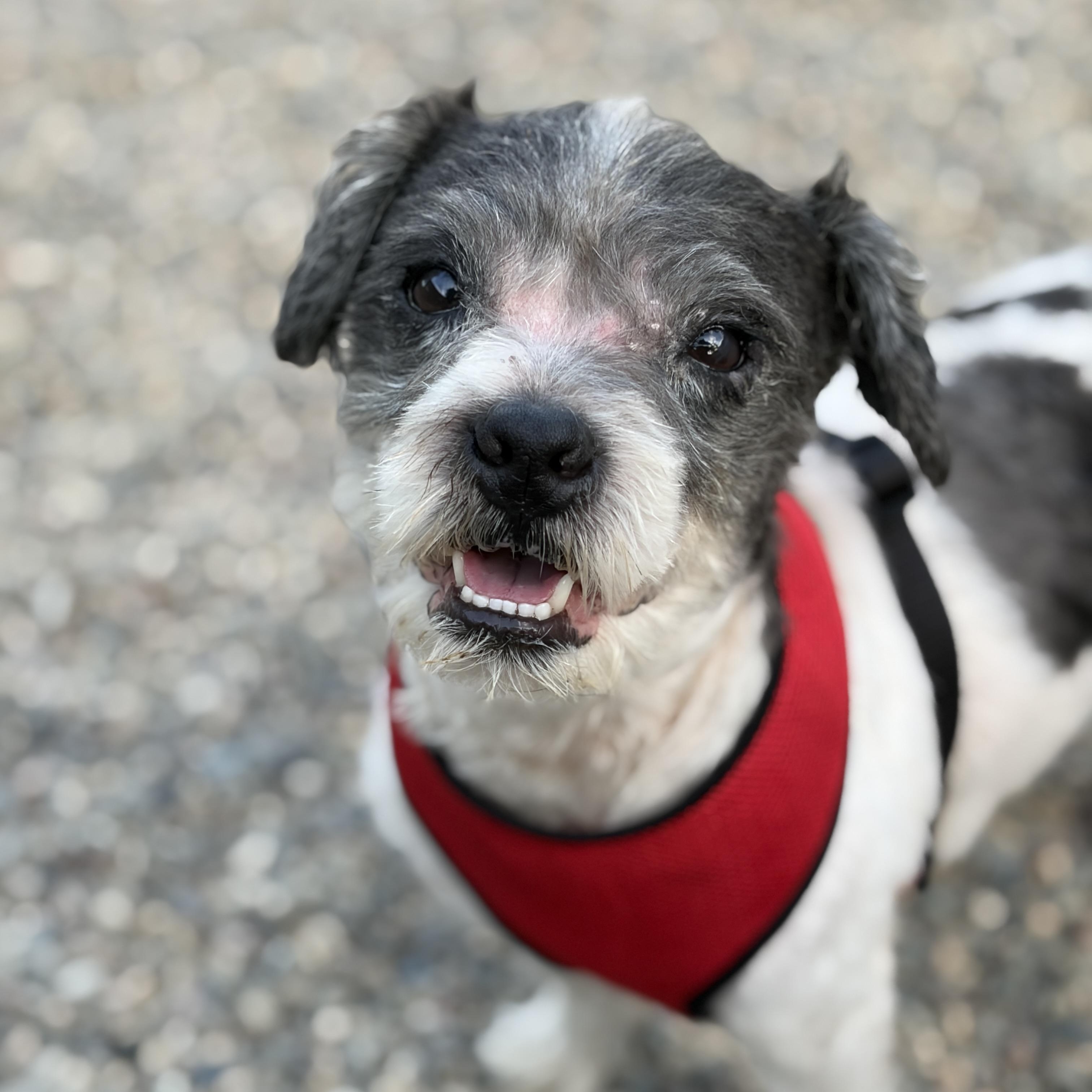 MAX, ADOPTABLE, Young Male Poodle & Terrier.