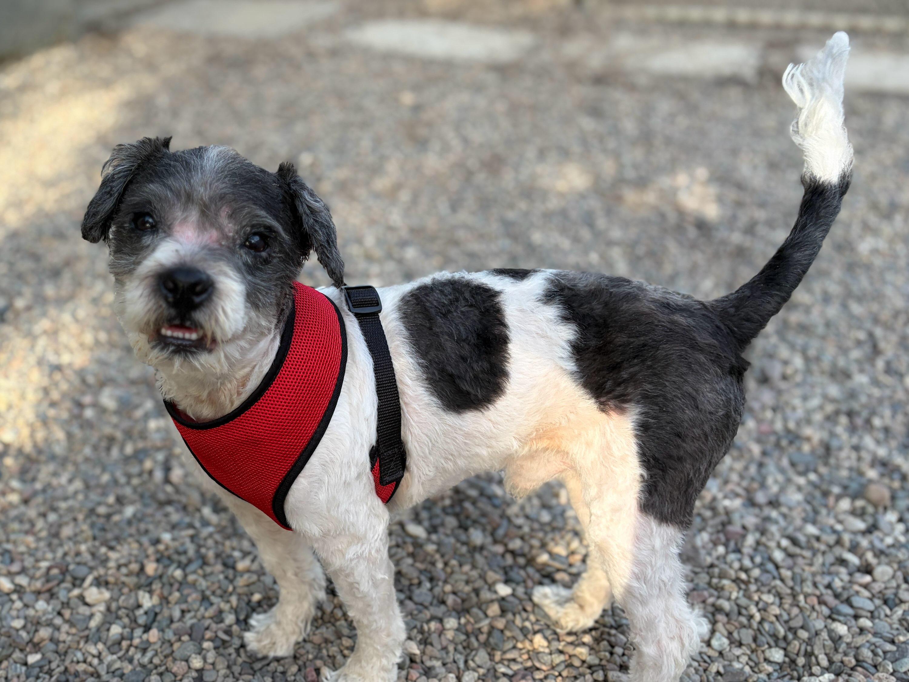 MAX, a ADOPTABLE mixed breed in Pasadena, CA image 2/6