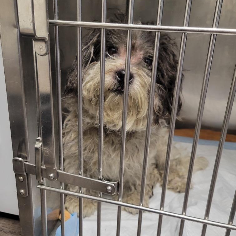 MAX, a ADOPTABLE mixed breed in Pasadena, CA image 6/6