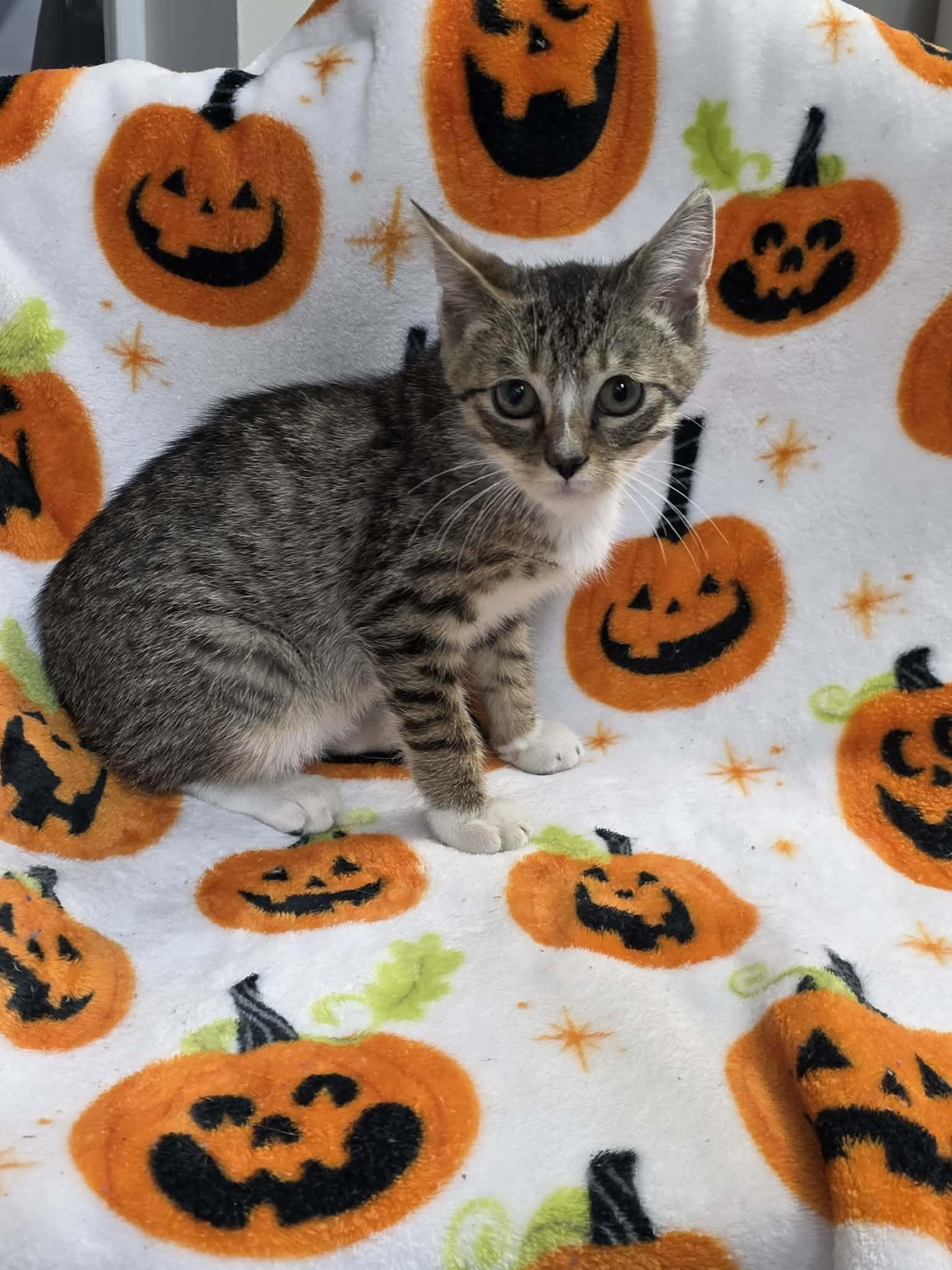 Blaze, Adopted, Young Male Domestic Short Hair.