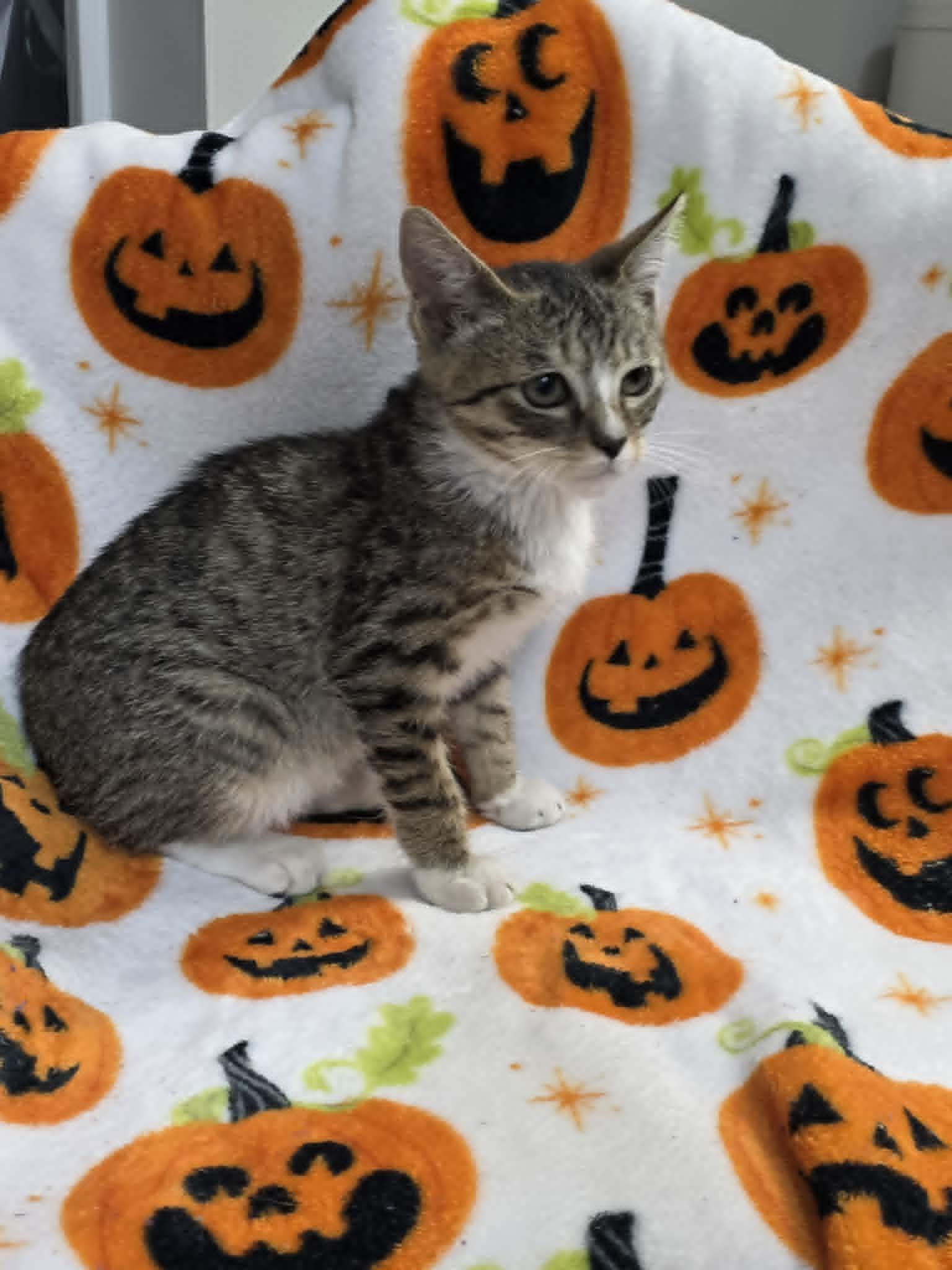 Enlarge Blaze, a Adopted Domestic Short Hair in Fulton, NY image 2/2