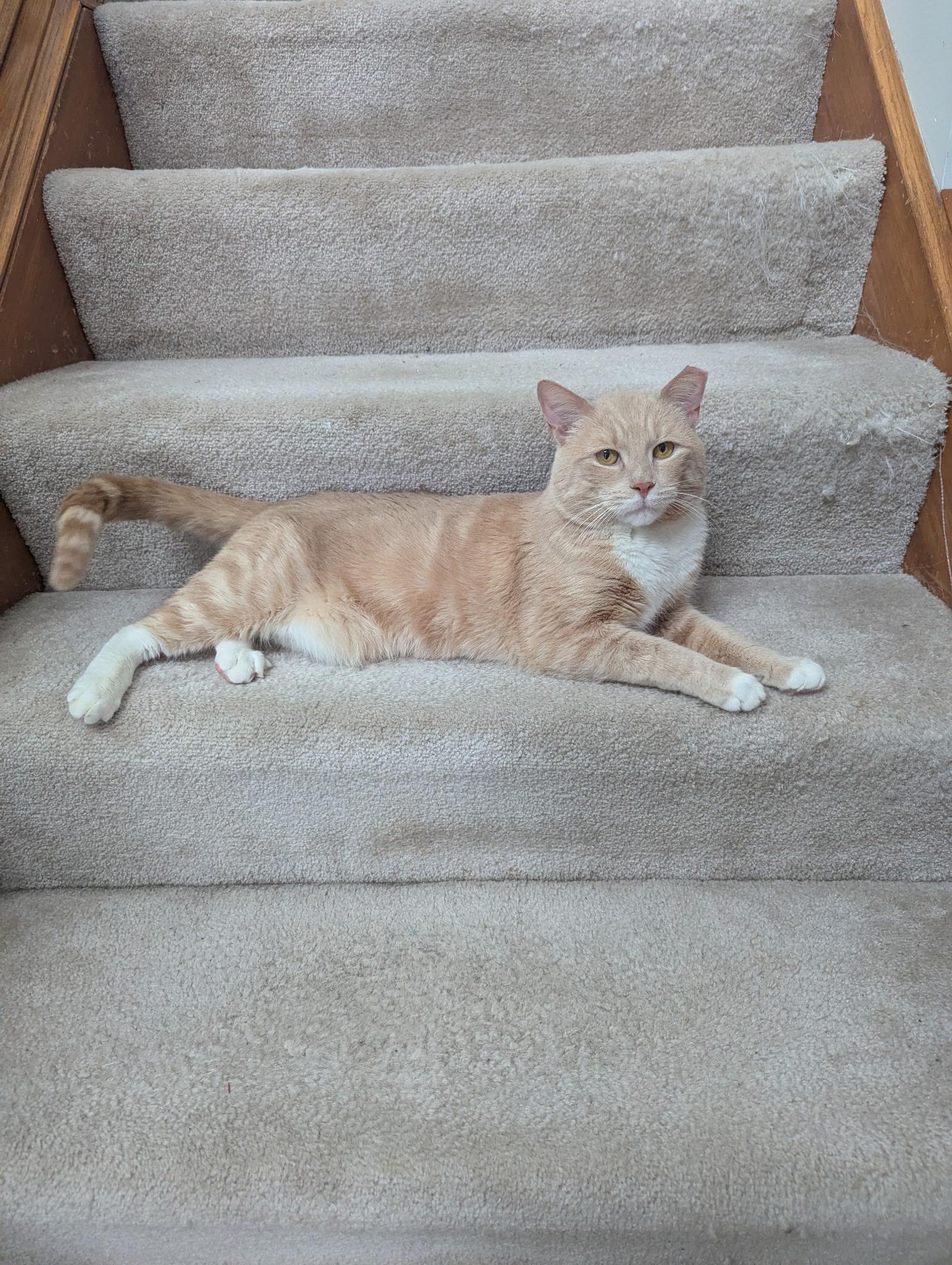 Benny, a ADOPTABLE Domestic Short Hair in Rochester, NY image 1/3