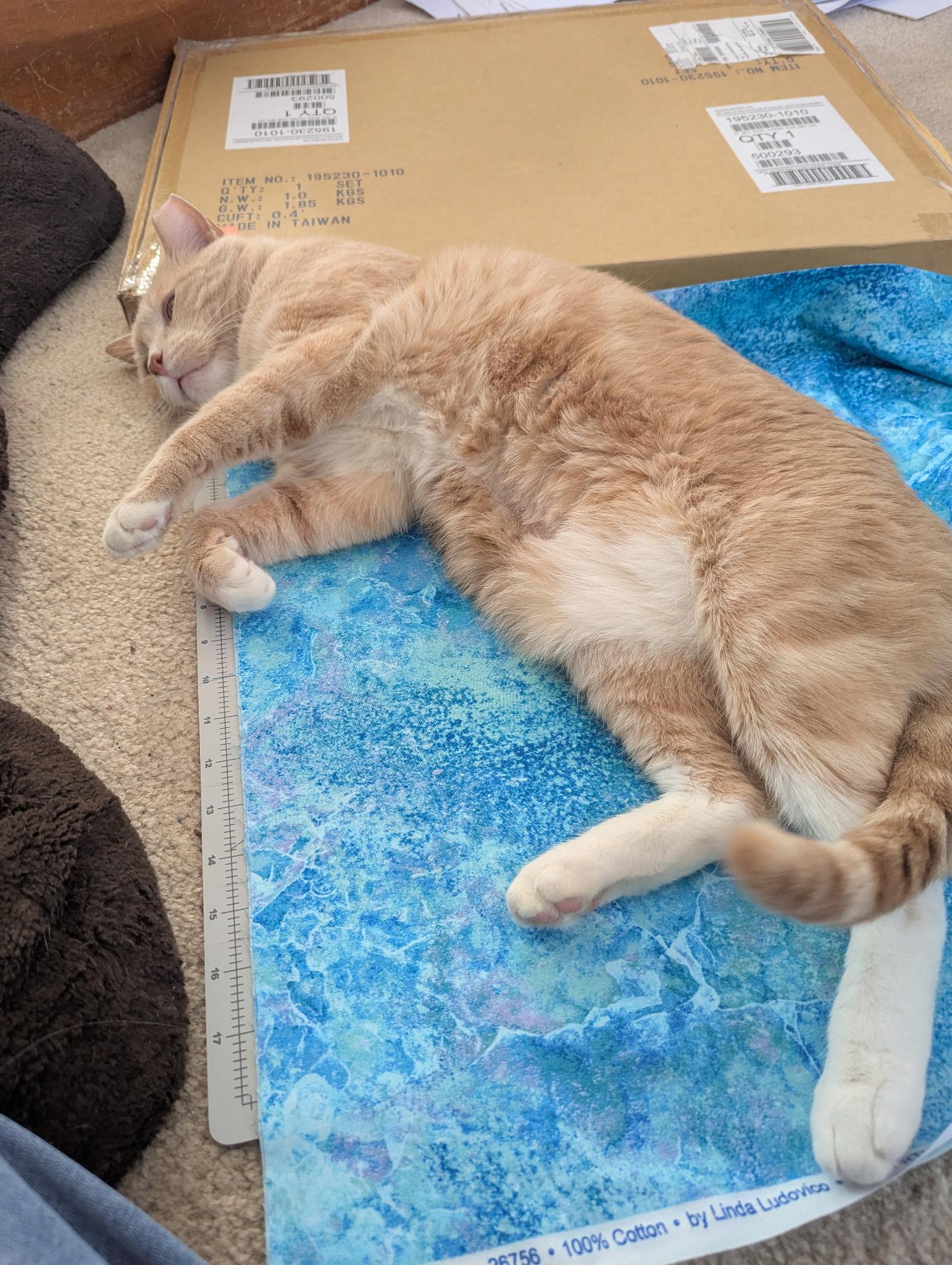 Benny, a ADOPTABLE Domestic Short Hair in Rochester, NY image 3/3