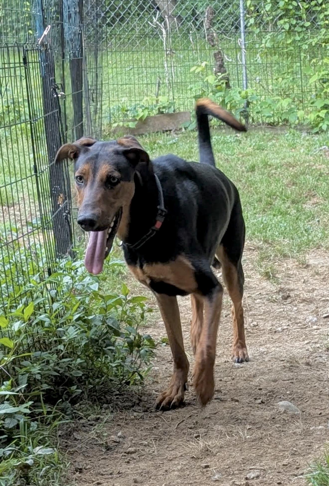Kirk, a Adoptable mixed breed in Elkton, MD image 2/6