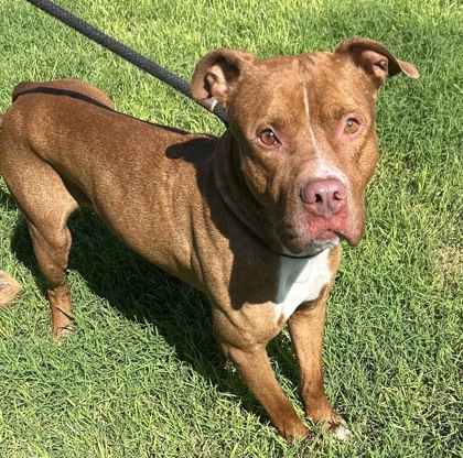 Pyro, a Adoptable Mixed Breed in Georgetown, TX image 3/5