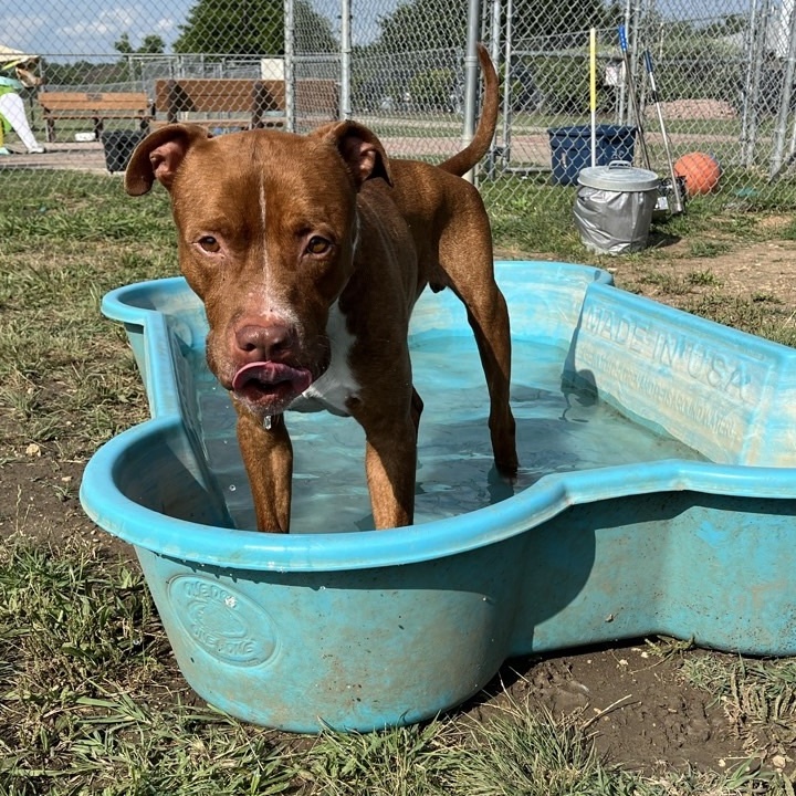 Pyro, a Adoptable Mixed Breed in Georgetown, TX image 2/5