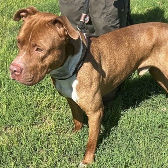 Pyro, a Adoptable Mixed Breed in Georgetown, TX image 4/5