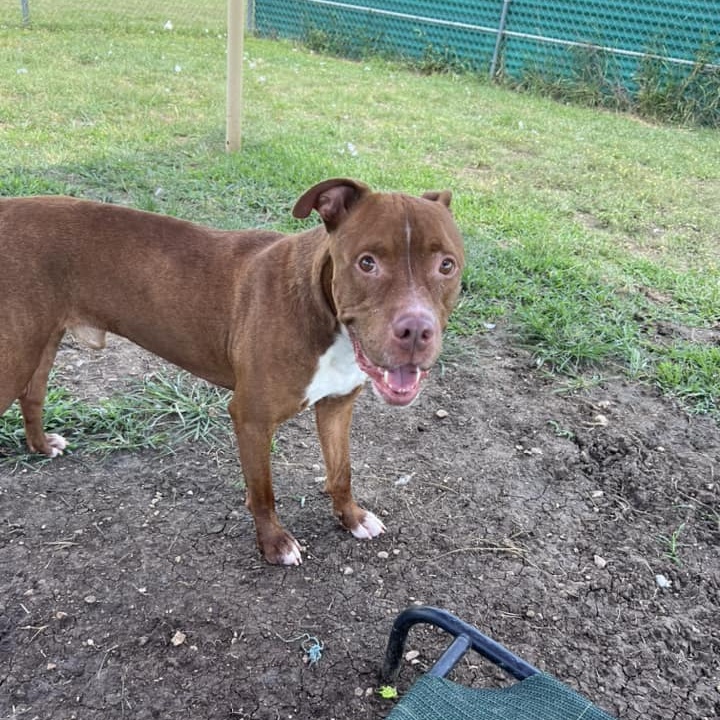Pyro, a Adoptable Mixed Breed in Georgetown, TX image 1/5