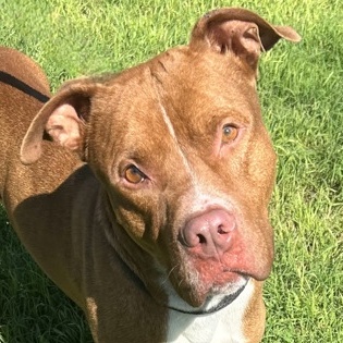 Pyro, a Adoptable Mixed Breed in Georgetown, TX image 5/5