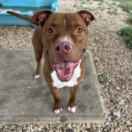 Enlarge Pyro, a Adoptable Mixed Breed in Georgetown, TX image 1/6