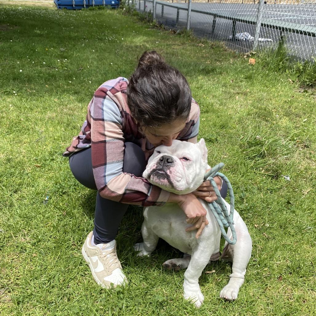 Johnny Cash, Adoptable, Adult Male English Bulldog.