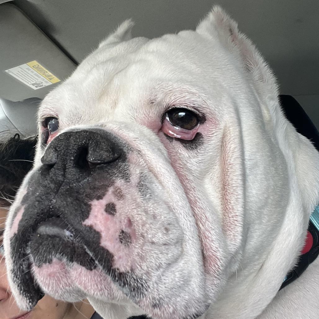 Enlarge Johnny Cash, a Adoptable English Bulldog in San Francisco, CA image 2/6