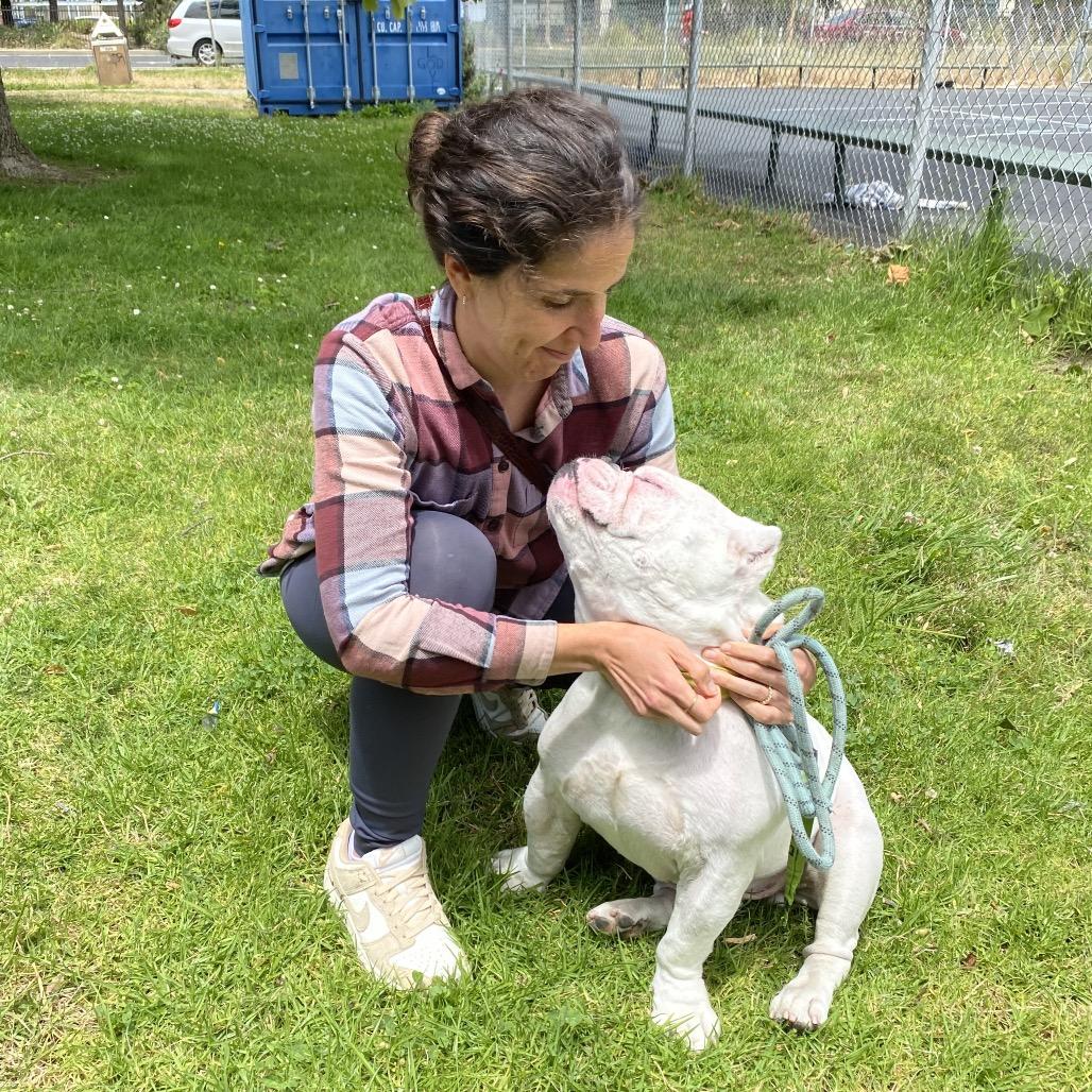 Enlarge Johnny Cash, a Adoptable English Bulldog in San Francisco, CA image 3/6
