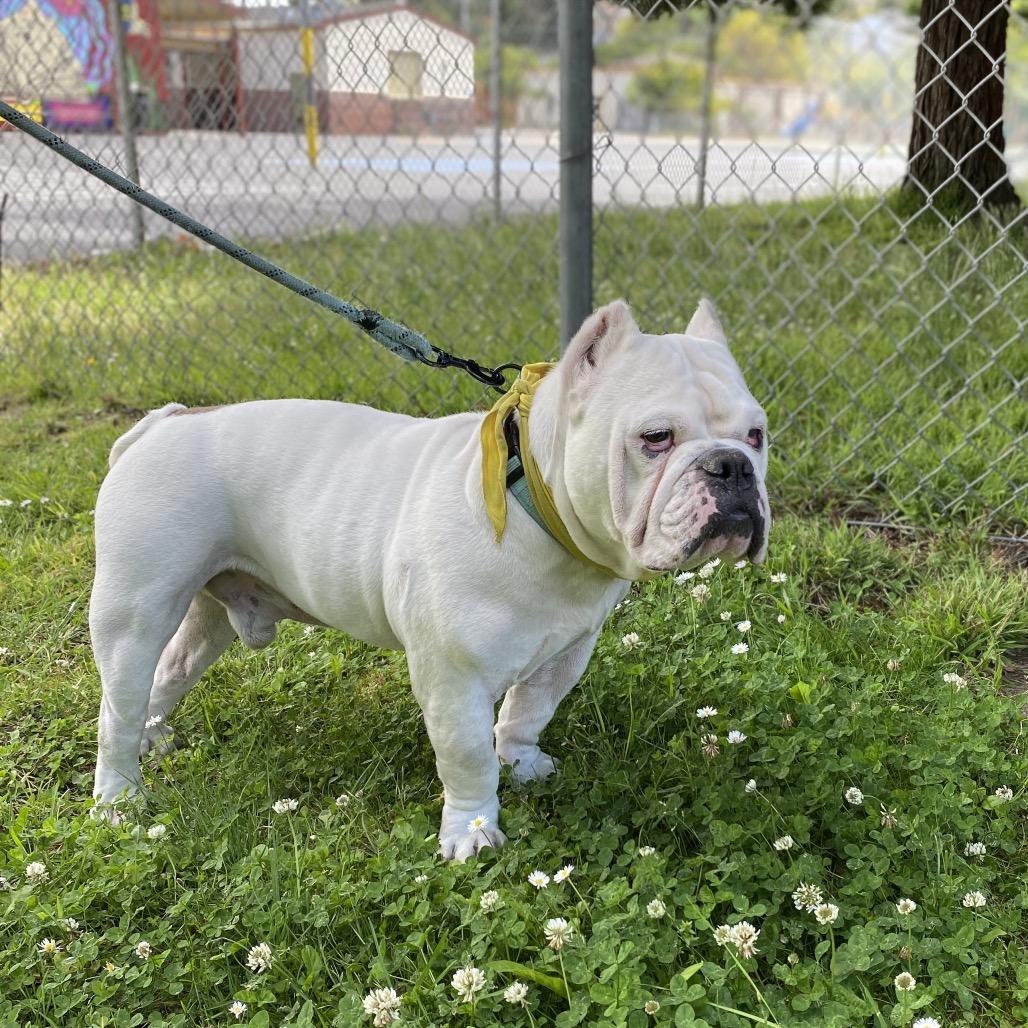 Enlarge Johnny Cash, a Adoptable English Bulldog in San Francisco, CA image 4/6