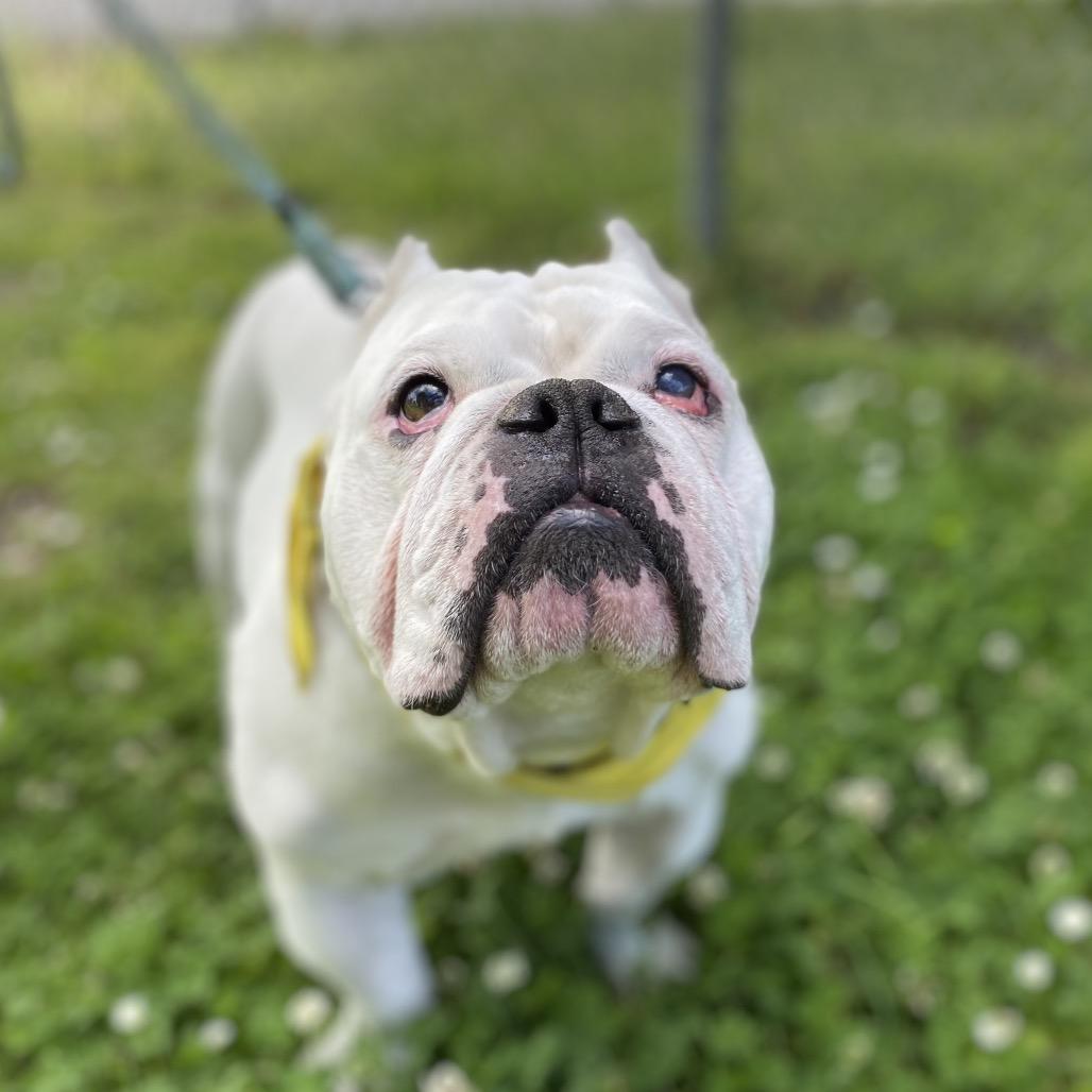 Enlarge Johnny Cash, a Adoptable English Bulldog in San Francisco, CA image 5/6