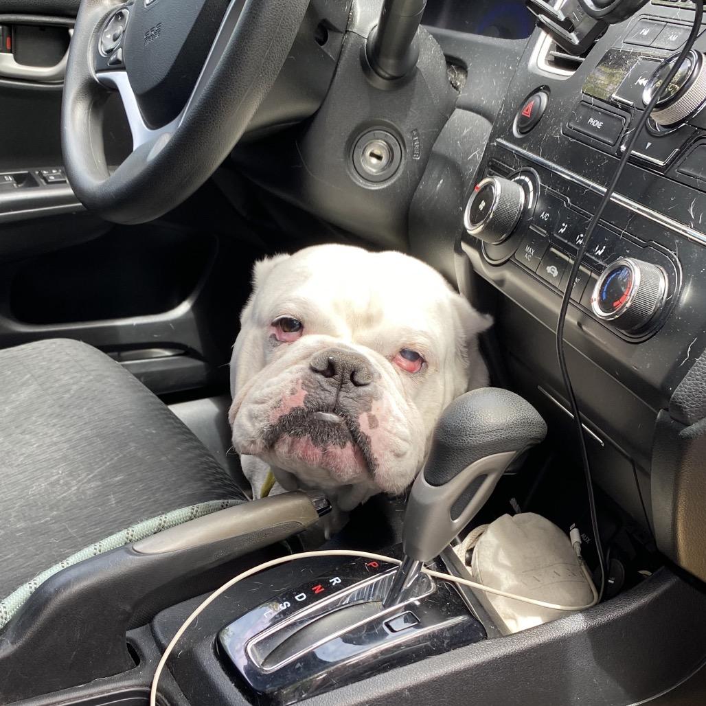 Enlarge Johnny Cash, a Adoptable English Bulldog in San Francisco, CA image 6/6