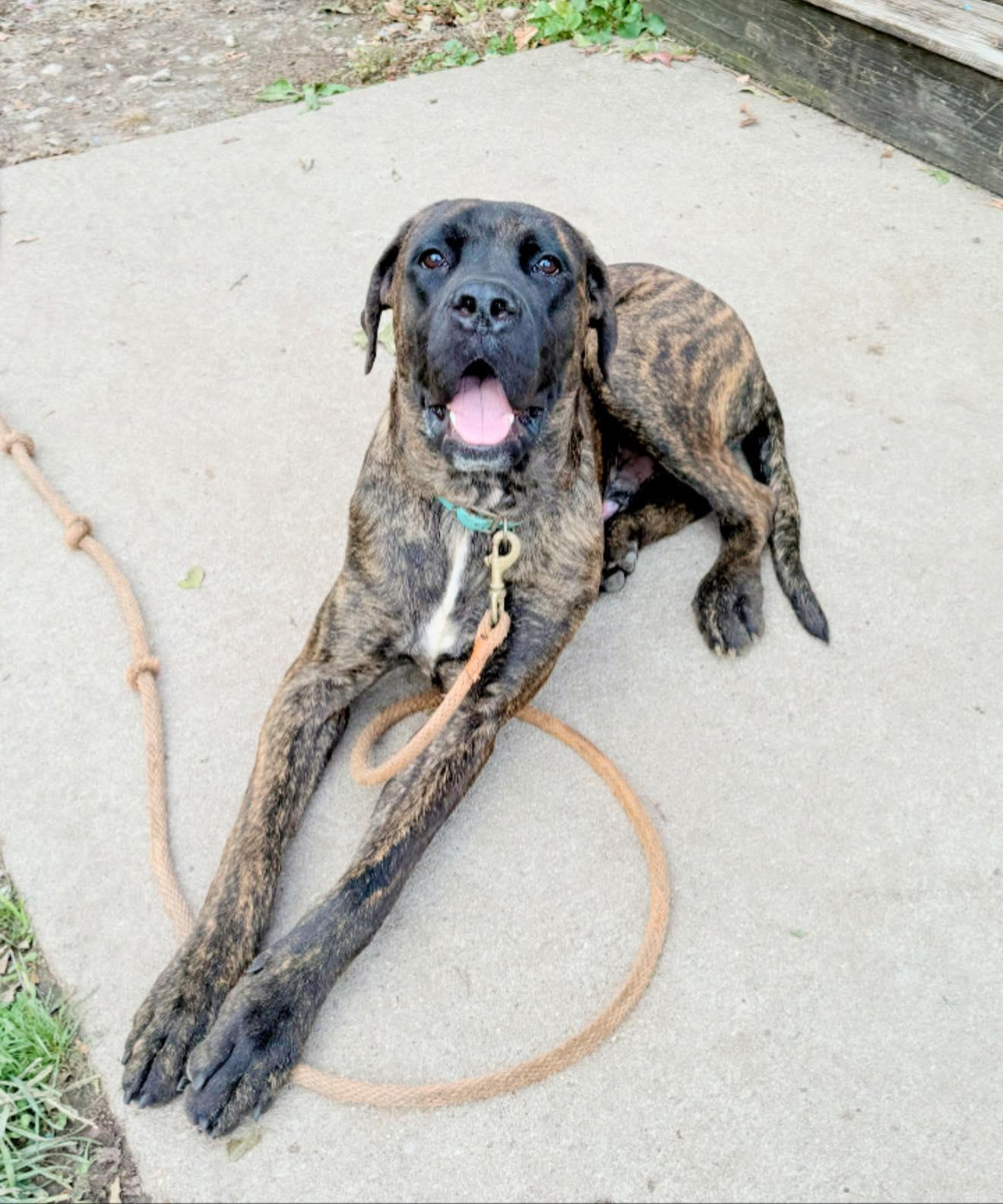 Enlarge Makers, a Adopted Mastiff in Royalton, IL image 1/4