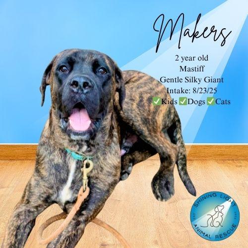 Enlarge Makers, a Adopted Mastiff in Royalton, IL image 2/4