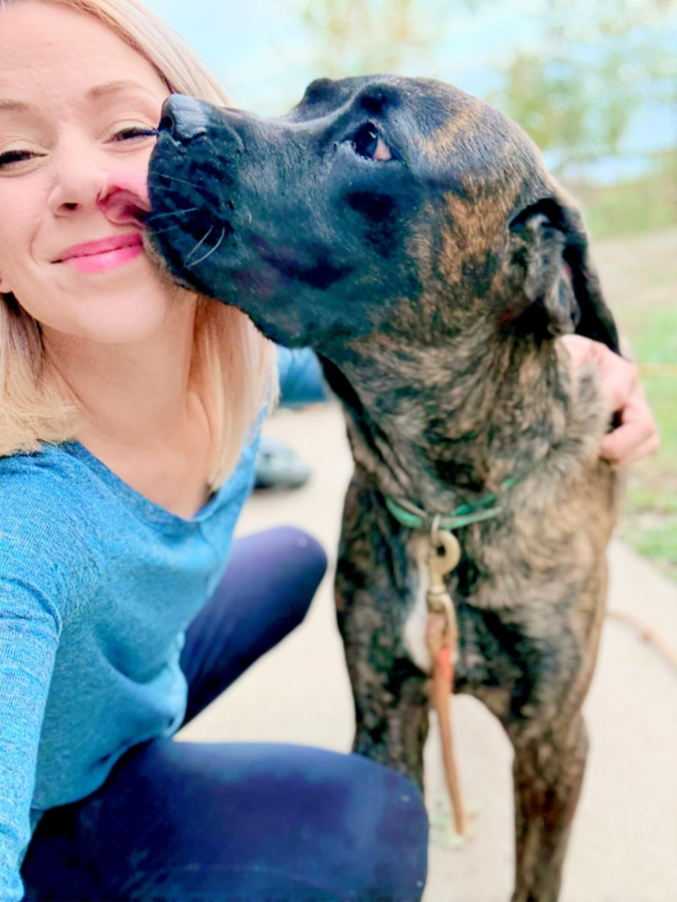 Enlarge Makers, a Adopted Mastiff in Royalton, IL image 3/4