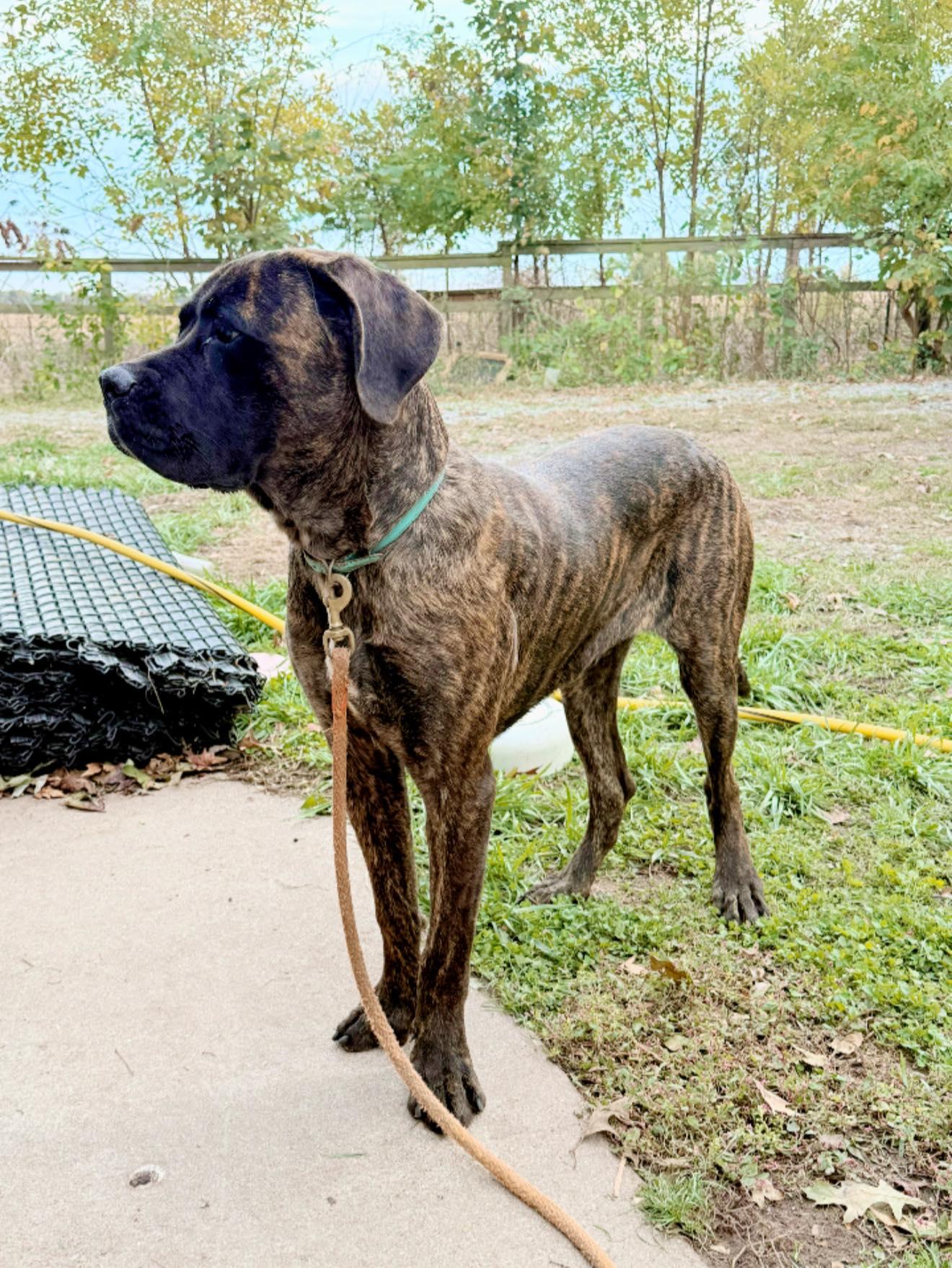 Enlarge Makers, a Adopted Mastiff in Royalton, IL image 4/4