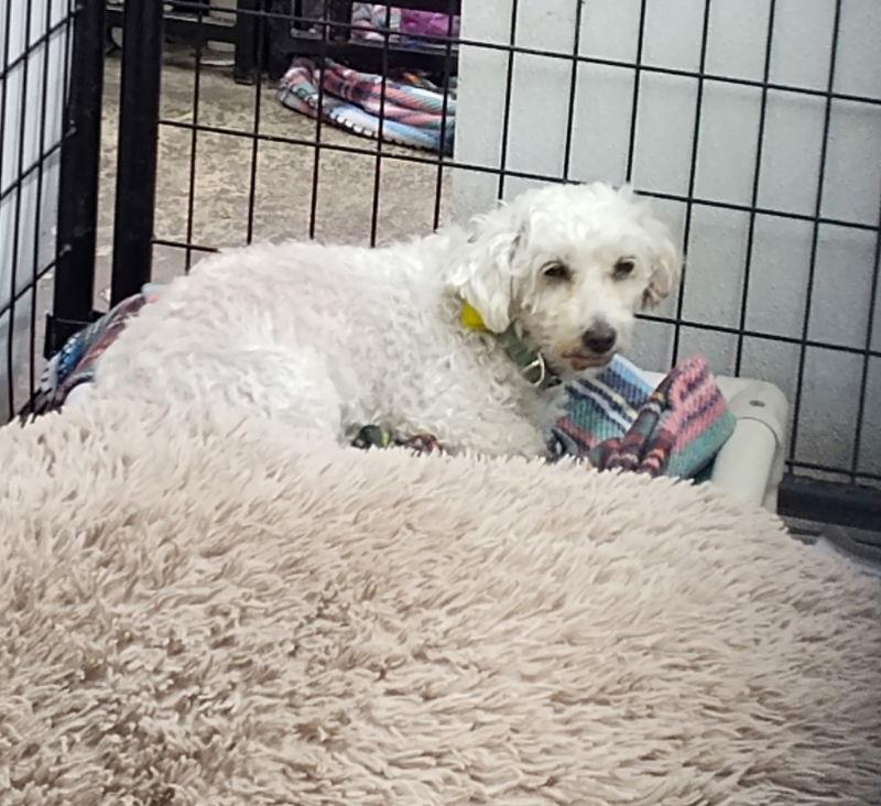 Enlarge Garanelli, a Adopted Bichon Frise in Mukwonago, WI image 1/2