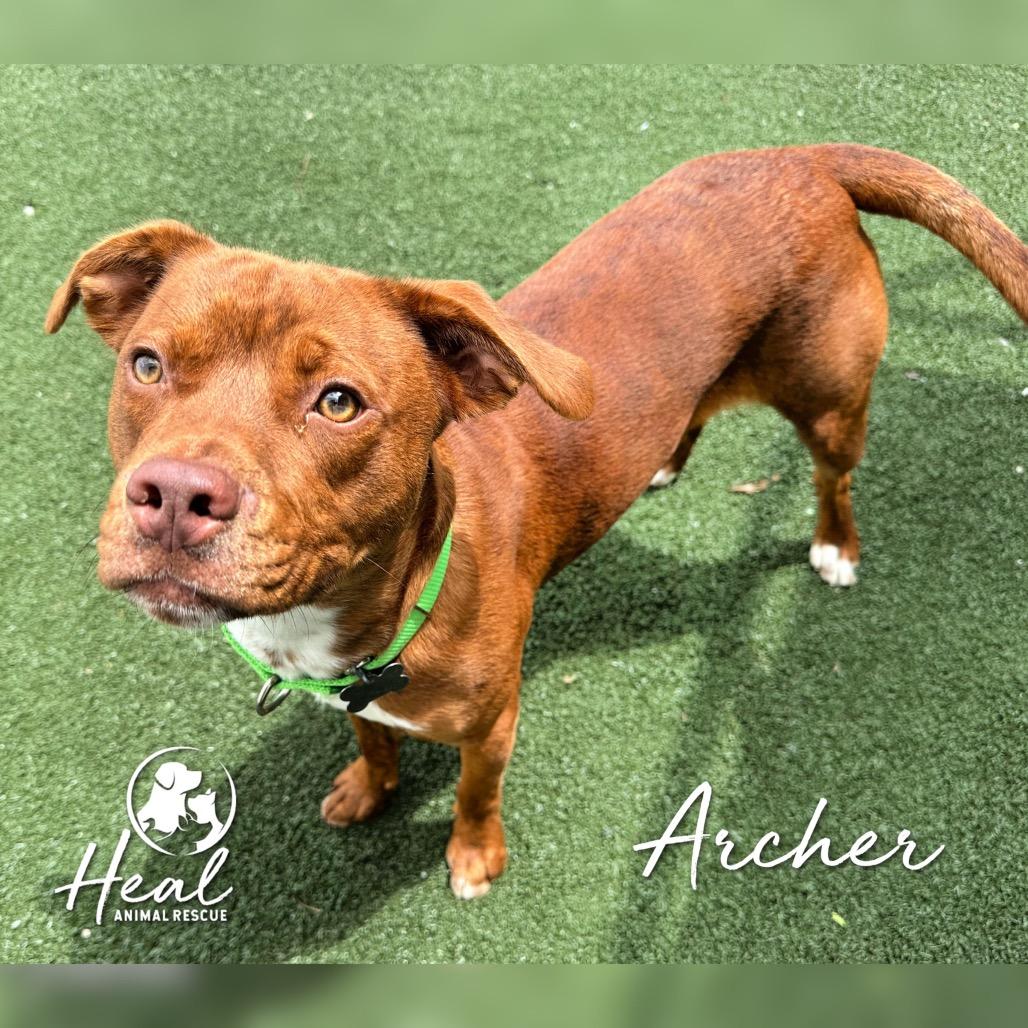 Enlarge Archer, a Adoptable Terrier in Youngwood, PA image 1/4