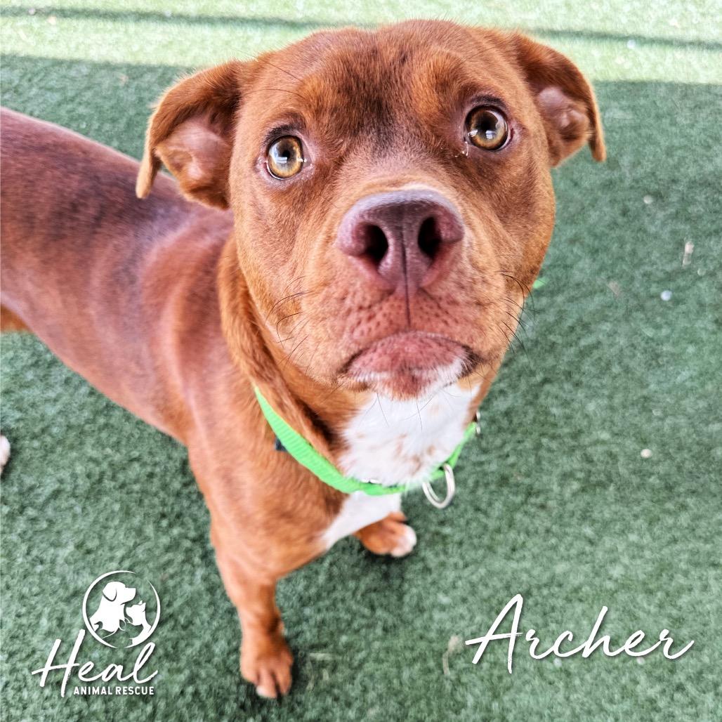 Enlarge Archer, a Adoptable Terrier in Youngwood, PA image 2/4