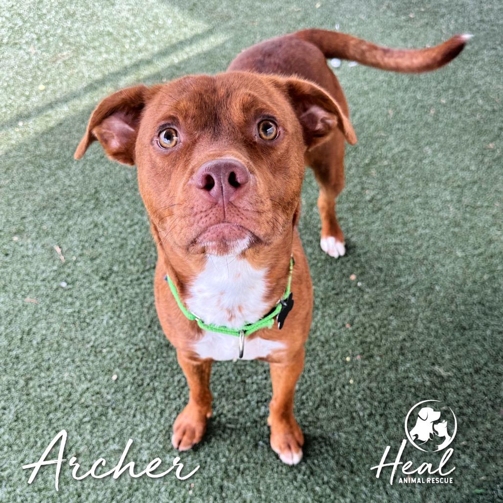 Enlarge Archer, a Adoptable Terrier in Youngwood, PA image 3/4