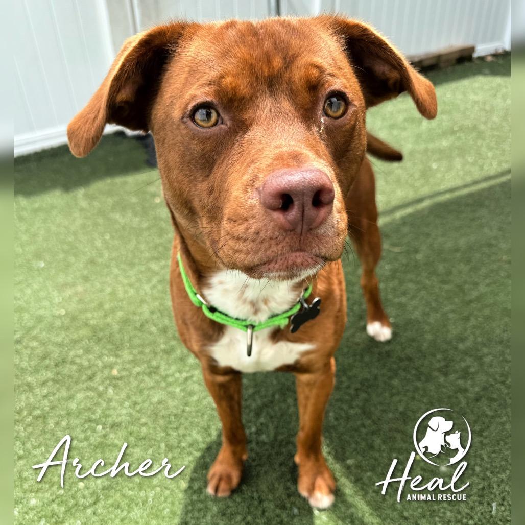 Enlarge Archer, a Adoptable Terrier in Youngwood, PA image 4/4
