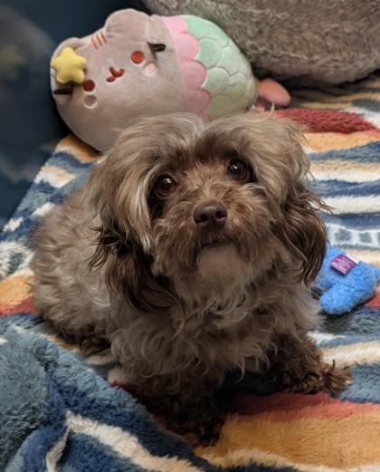 Brownie, adopted, Adult Female Havanese.