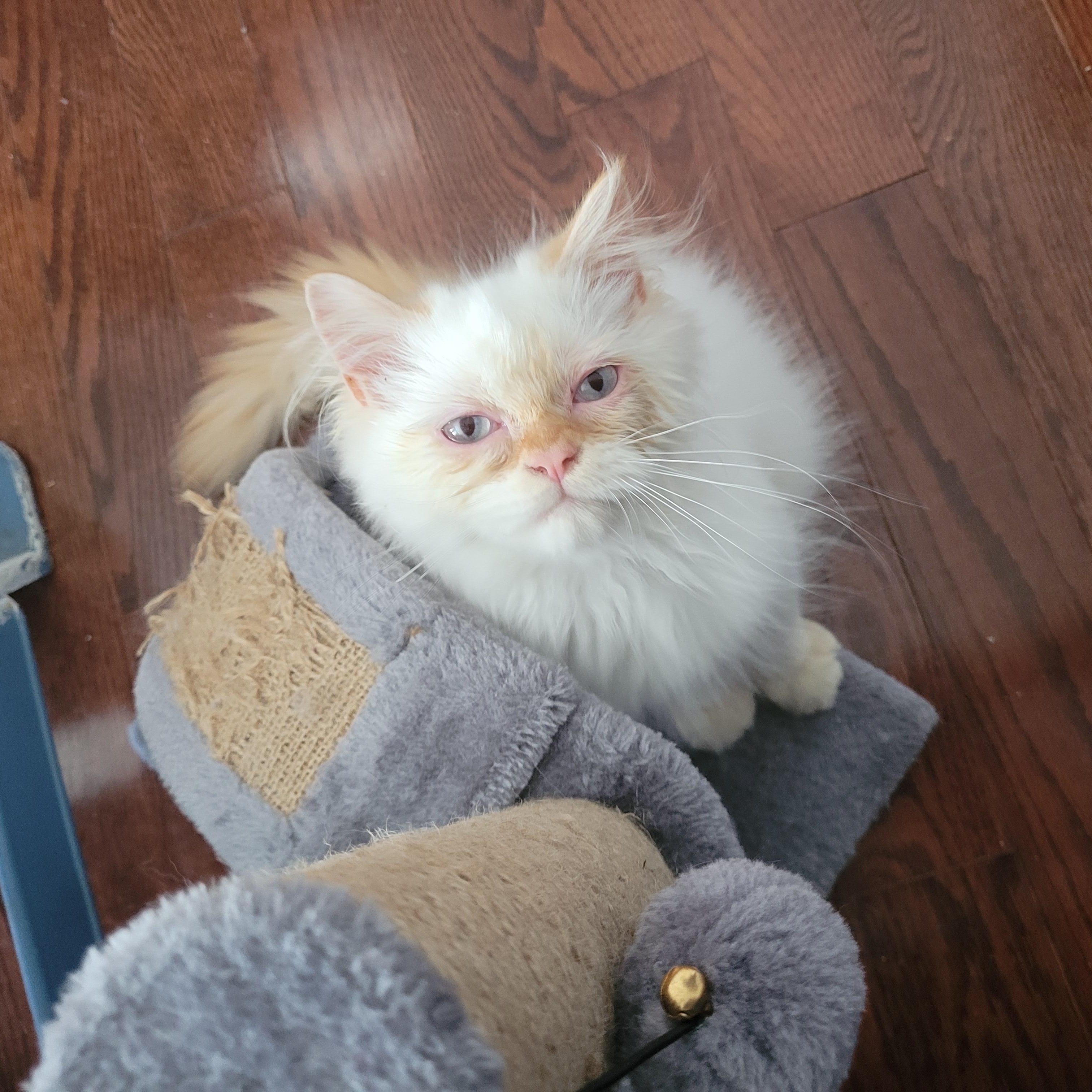 Gunther (m) Himalayan Flame point Siamese, an adoptable Himalayan in Ottawa, ON, K4A 0P3 | Photo Image 5