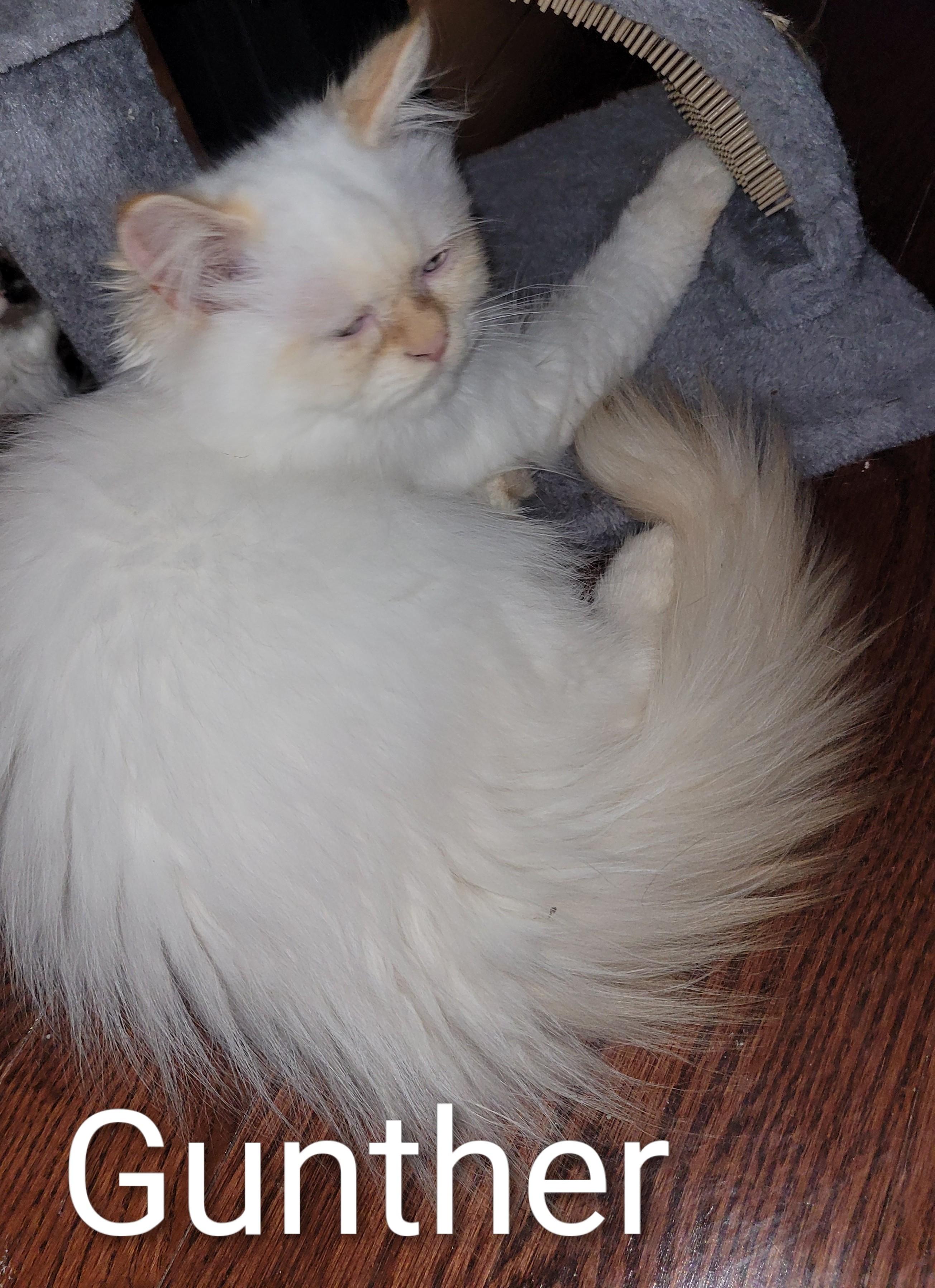 Gunther (m) Himalayan Flame point Siamese, an adoptable Himalayan in Ottawa, ON, K4A 0P3 | Photo Image 4